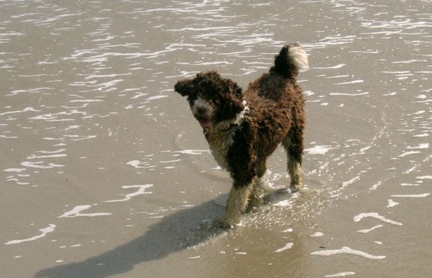Perro de Agua Espanol Perro de Agua Espanol