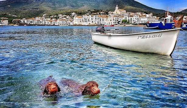 Perro de Agua Espanol: caratteristiche Perro de Agua Espanol: caratteristiche