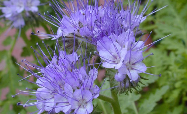 phacelia tanacetifolia