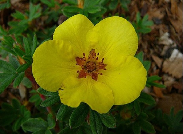 potentilla fruticosa
