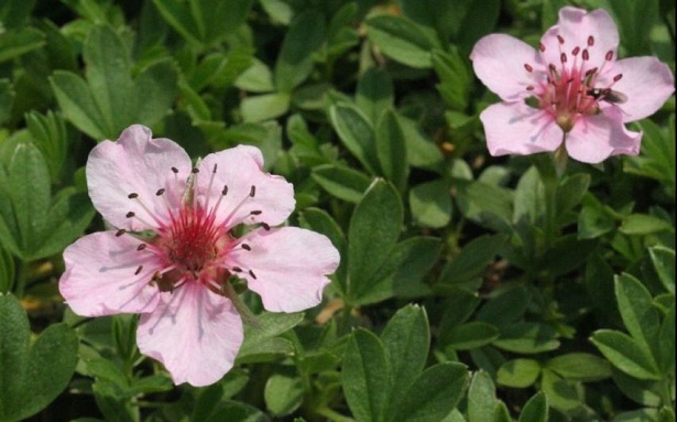 potentilla nitida