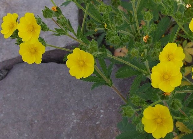 potentilla recta