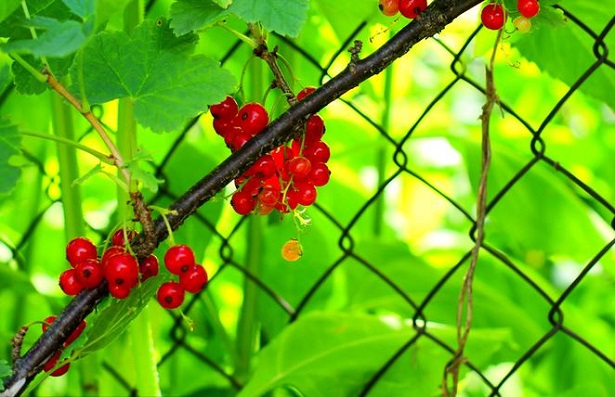 ribes rosso 