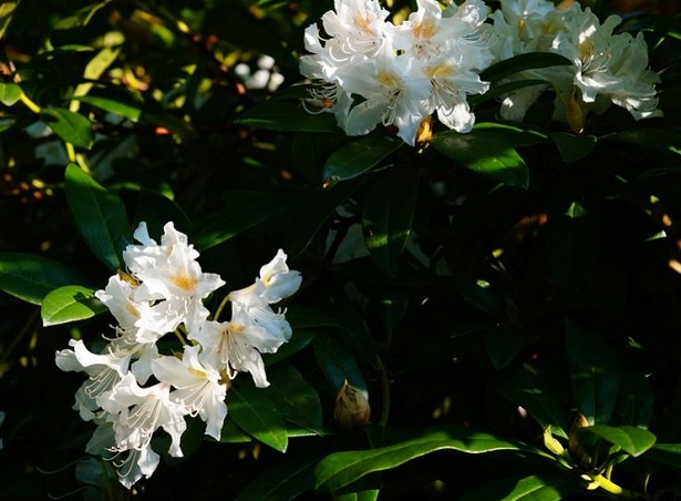 Rododendro: fioritura