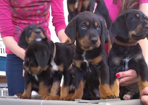 segugio della transilvania segugio della transilvania