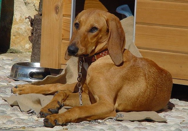 segugio italiano a pelo raso 