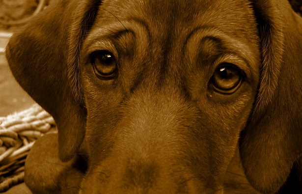 Segugio italiano a pelo raso: allevamenti