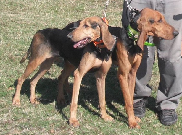 Segugio italiano a pelo raso: carattere