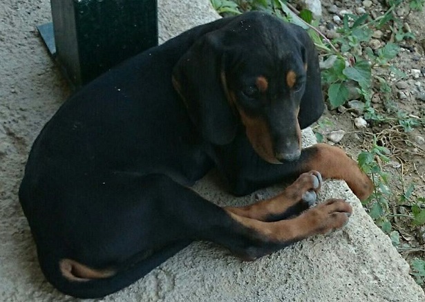 Segugio italiano a pelo raso: caratteristiche