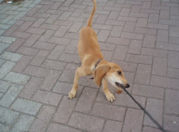 Segugio italiano a pelo raso: cuccioli