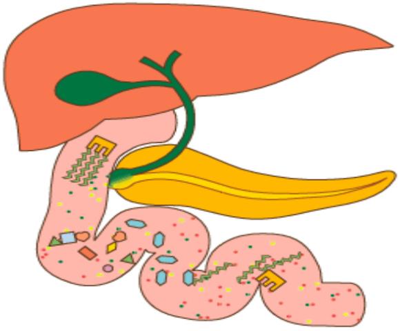 digestione dei grassi