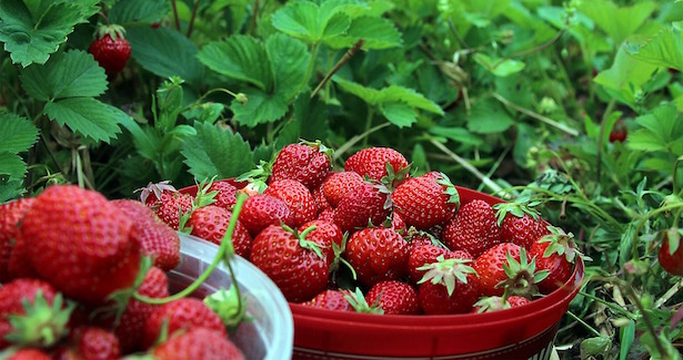Fragole rifiorenti in vaso
