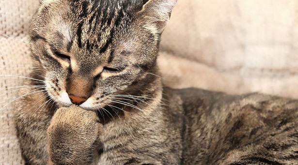 Pet Therapy e Pet Therapist Pet Therapy e Pet Therapist