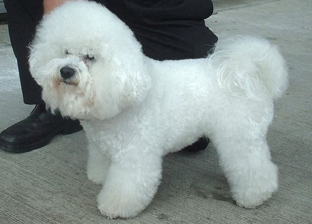 bichon frisé