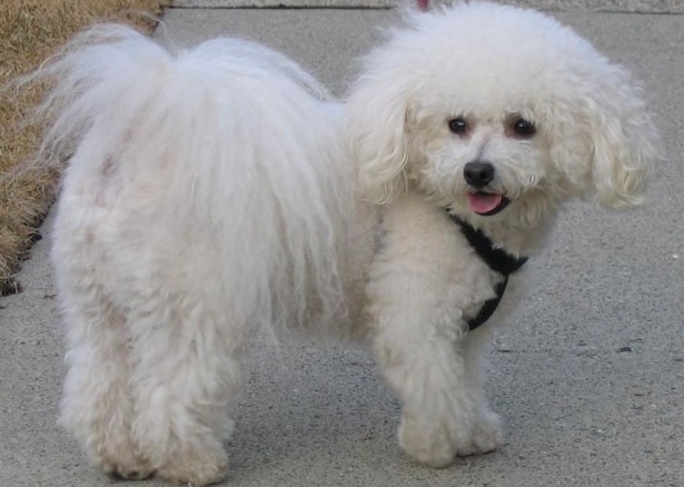 bichon à poil frisé nano