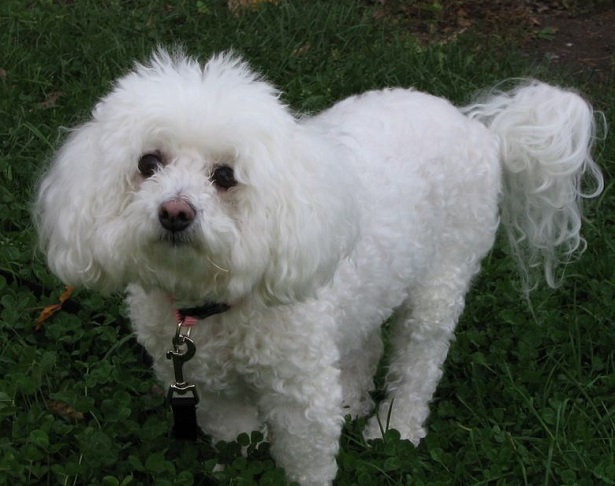 bichon à poil frisé nano