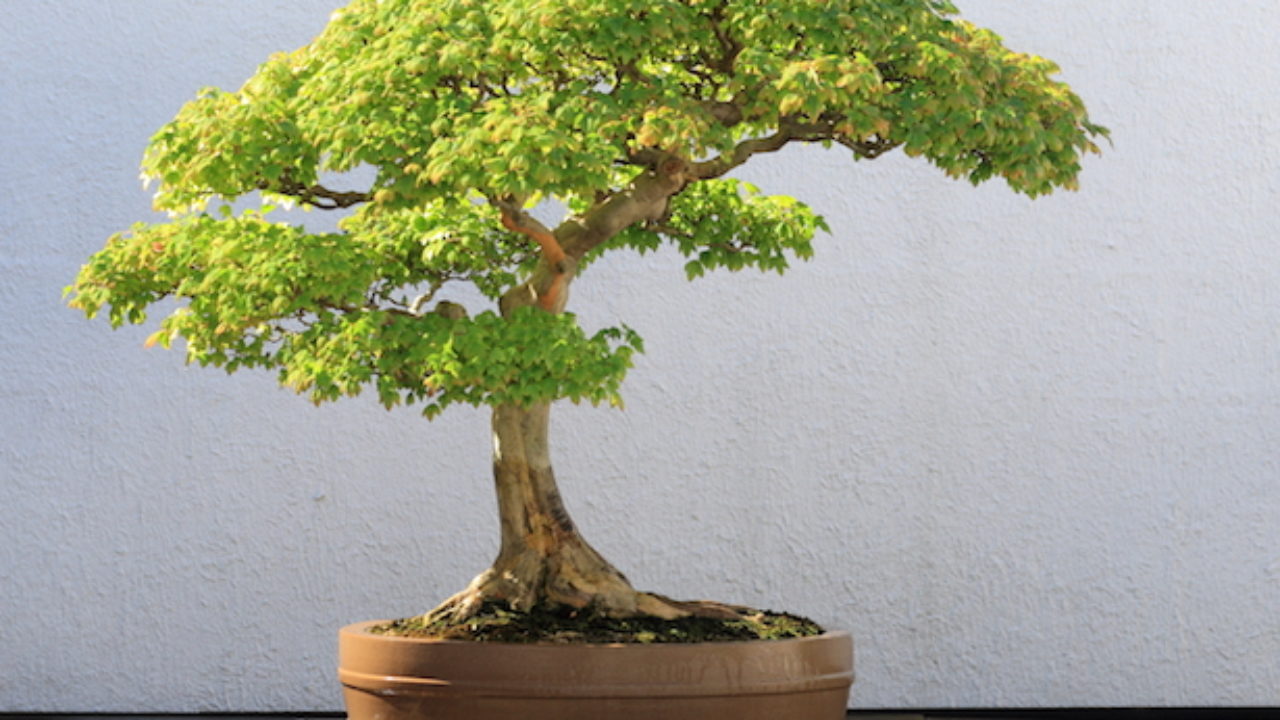 Bonsai Da Interno E Bonsai Da Esterno Idee Green