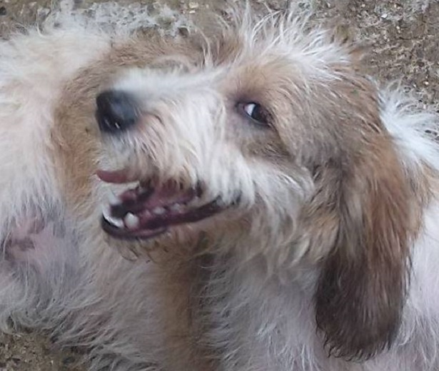 briquet griffon vendeen briquet griffon vendeen