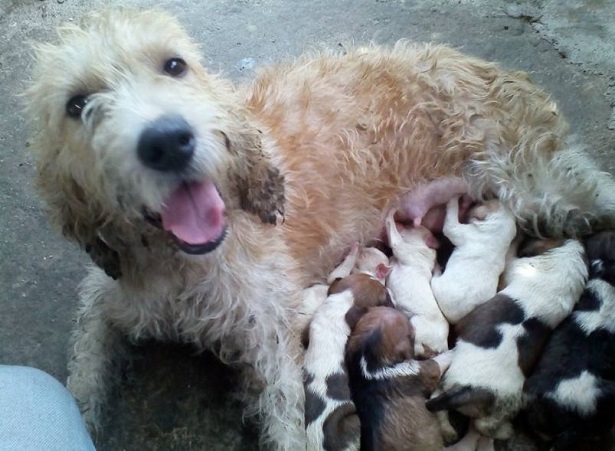 briquet griffon vendeen briquet griffon vendeen