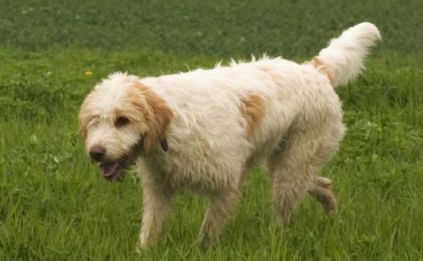 briquet griffon vendeen briquet griffon vendeen