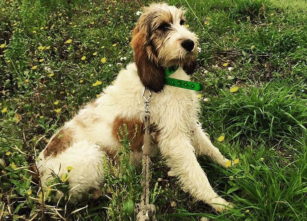 briquet griffon vendeen briquet griffon vendeen