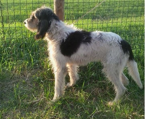 briquet griffon vendeen briquet griffon vendeen