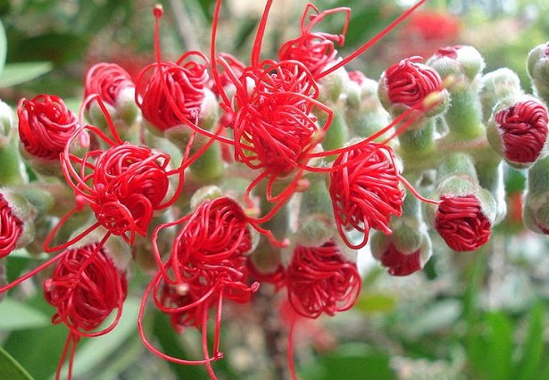 fiori di callistemone 