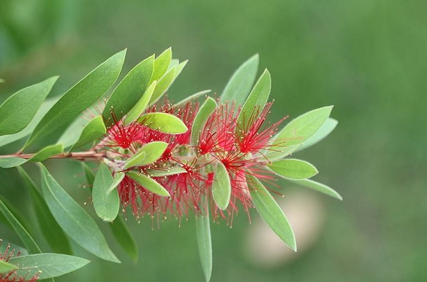 Callistemone Rigidus