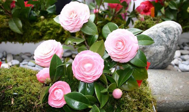 camelia coltivazione cure