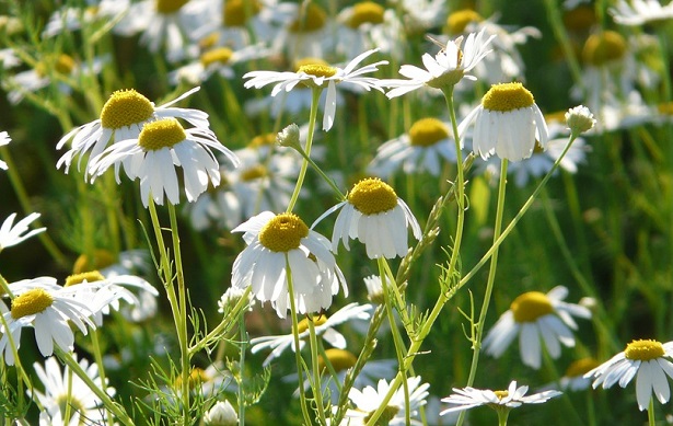coltivazione piante officinali coltivazione piante officinali