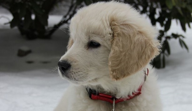 Cane da Pastore dei Tatra