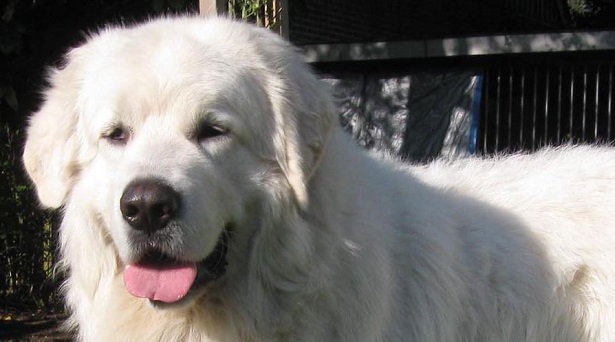 Cane da Pastore dei Tatra