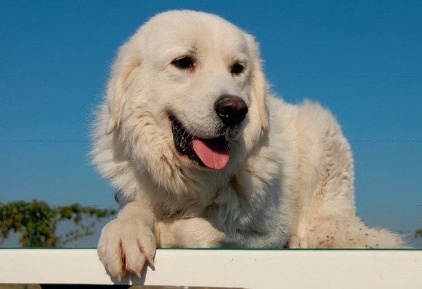 Cane da Pastore dei Tatra