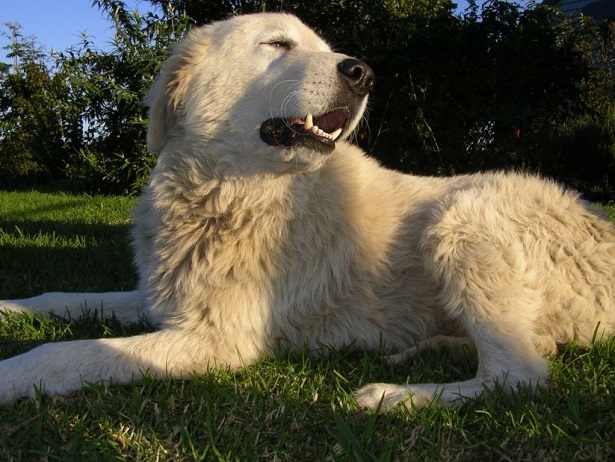 cane da pastore maremmano abruzzese cane da pastore maremmano abruzzese