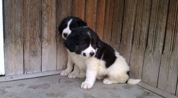 Ciobănesc românesc de Bucovina