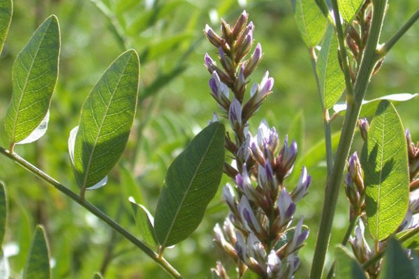 coltivare liquirizia