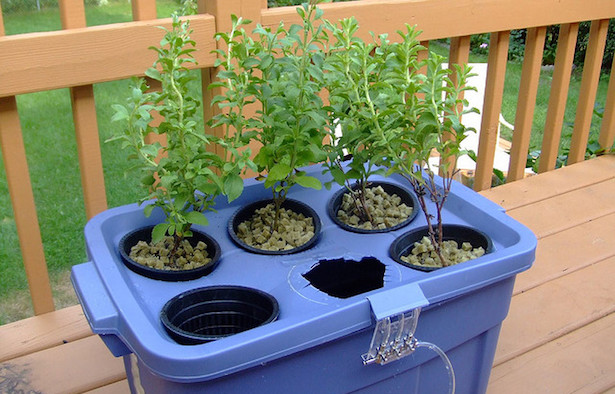 coltivazione idroponica fai da te