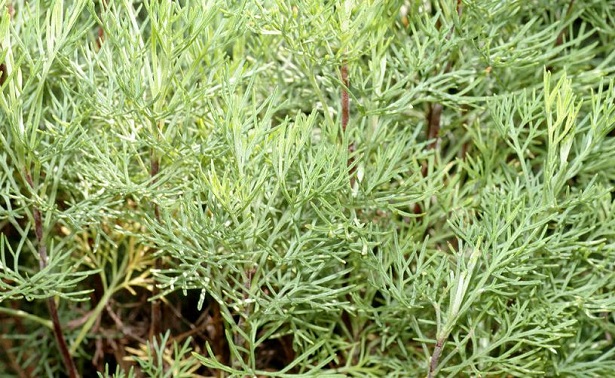 coltivazione piante officinali