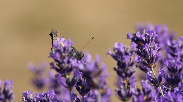 coltivazione piante officinali coltivazione piante officinali