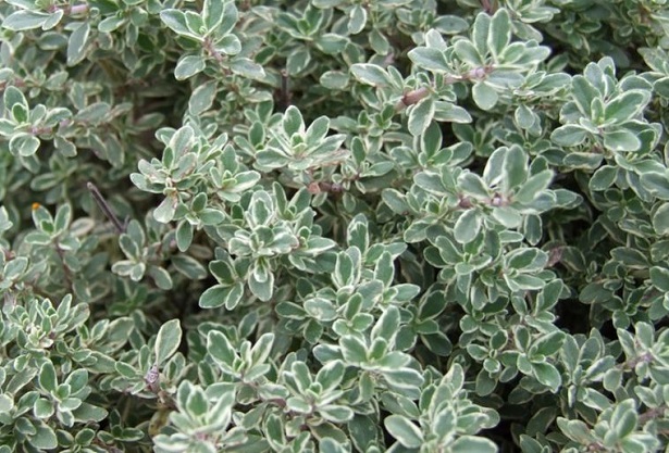 coltivazione piante officinali coltivazione piante officinali