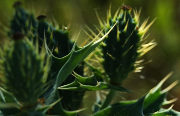coltivazione piante officinali coltivazione piante officinali