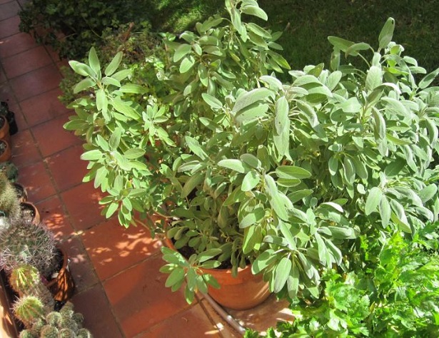 coltivazione piante officinali coltivazione piante officinali