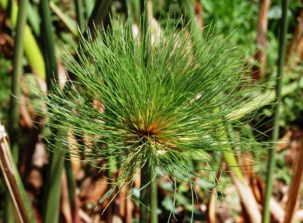 come coltivare il papiro