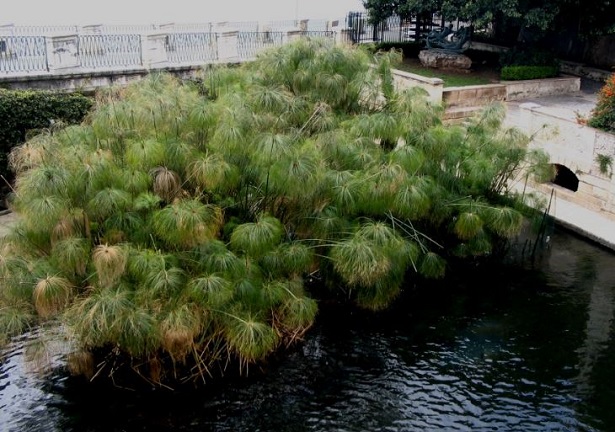 come coltivare il papiro