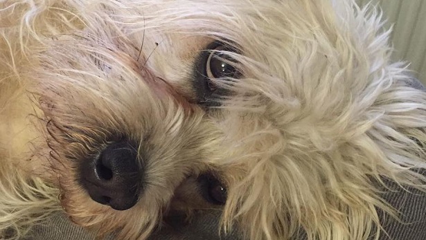 Dandie Dinmont Terrier Dandie Dinmont Terrier