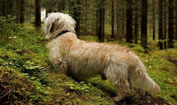Dandie Dinmont Terrier Dandie Dinmont Terrier