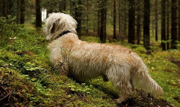 Dandie Dinmont Terrier: club e allevamenti - Idee Green