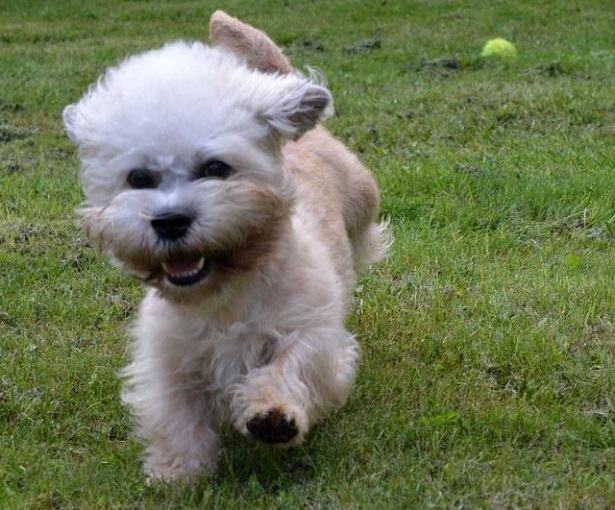 Dandie Dinmont Terrier Dandie Dinmont Terrier