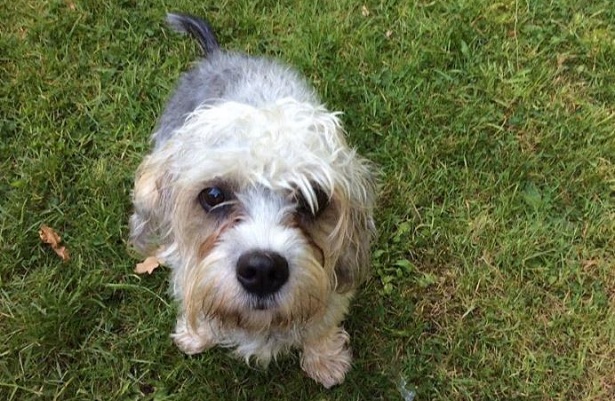 Dandie Dinmont Terrier Dandie Dinmont Terrier