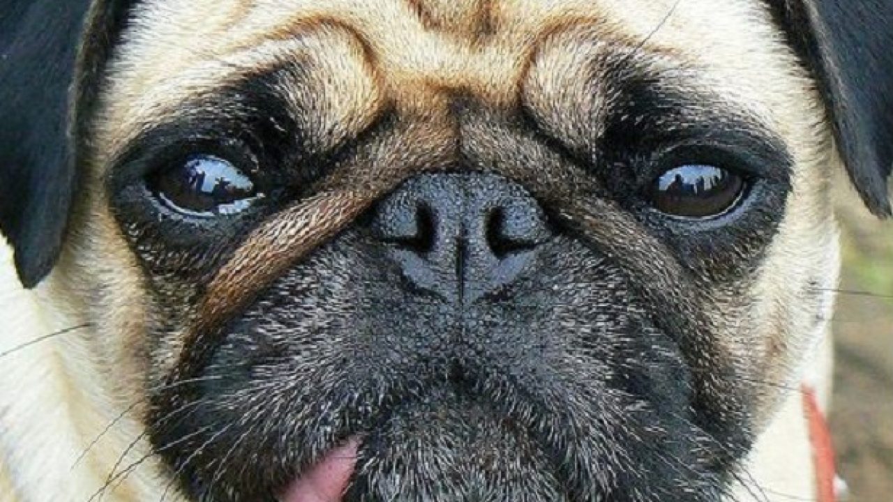 Digestione Nel Cane Idee Green